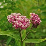 Swamp Milkweed